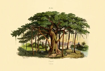 Heilige Vijgenboom
